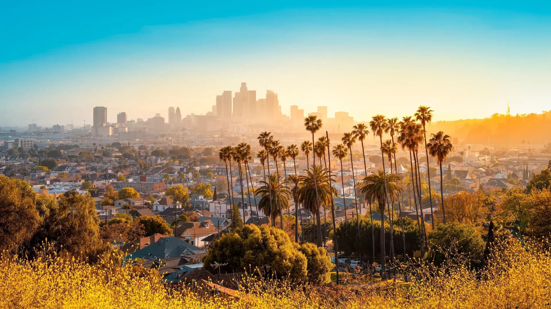 The Los Angeles skyline from a distance with palm trees in the foreground.